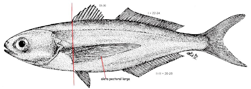 Cubiceps gracilis_01.jpg